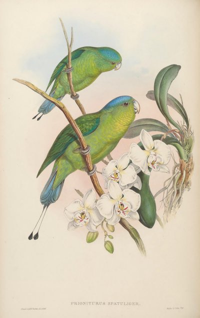 Prioniturus spatuliger by John Gould